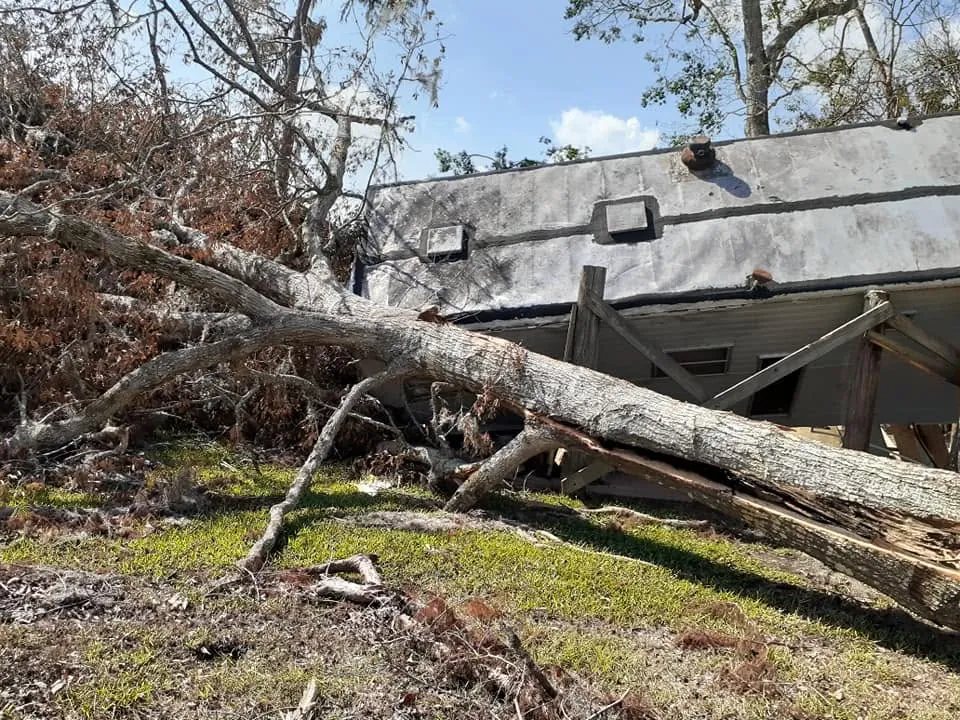 Fallen tree trunk and branches lying across the roof of a small building