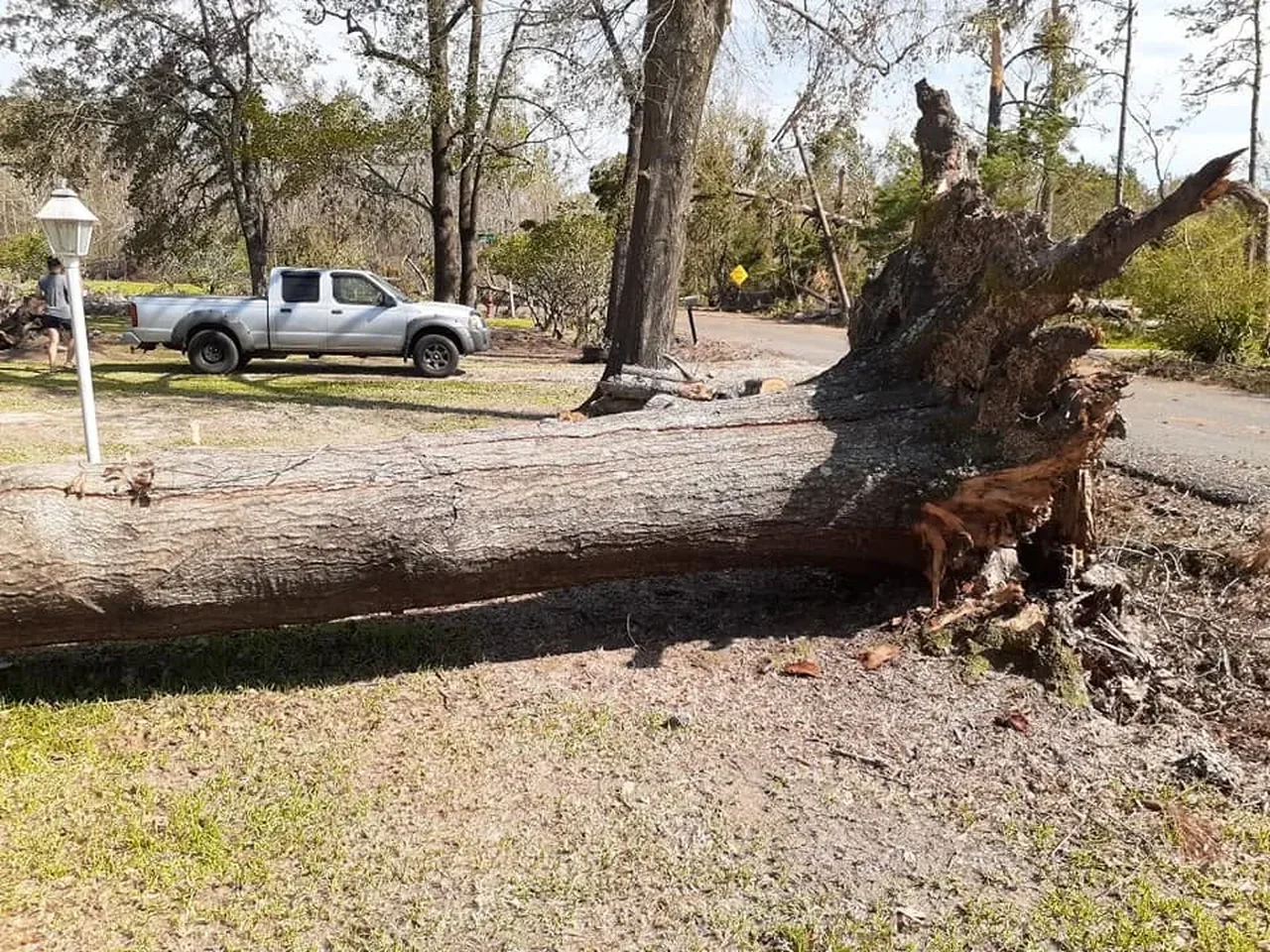 Huge fallen tree with its root plate torn up beside a gravel drive