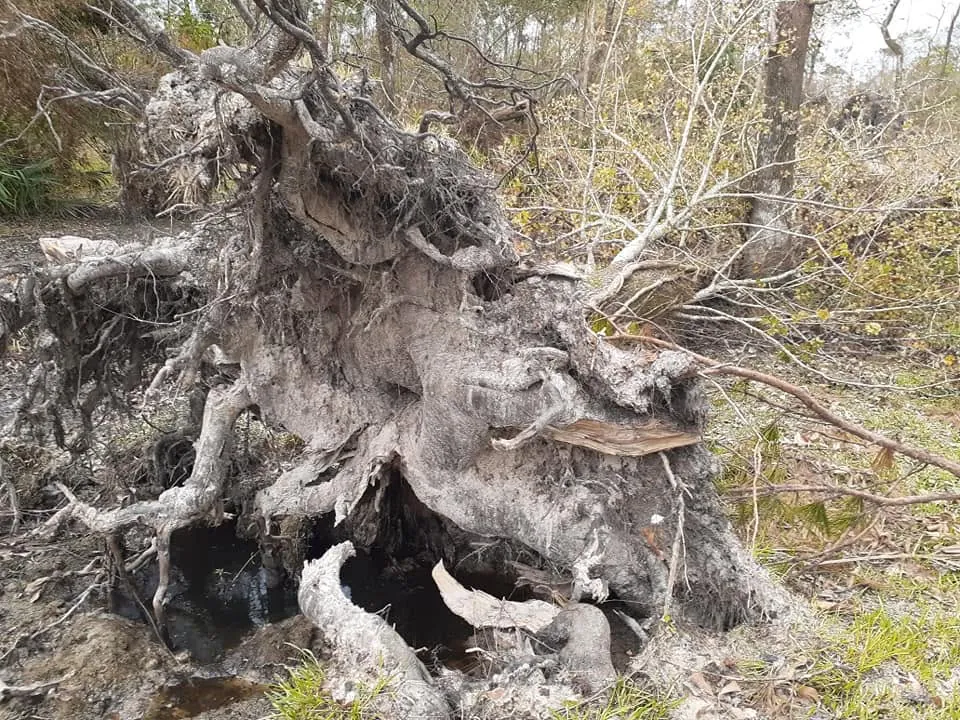 Uprooted tree with its large root ball exposed