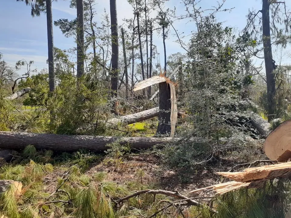 Broken and downed trees scattered through a pine stand