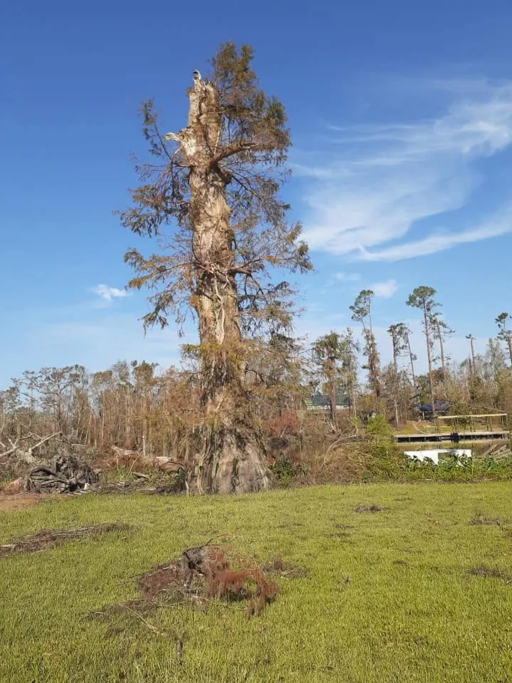 Tall tree trunk snapped and stripped of limbs under a blue sky
