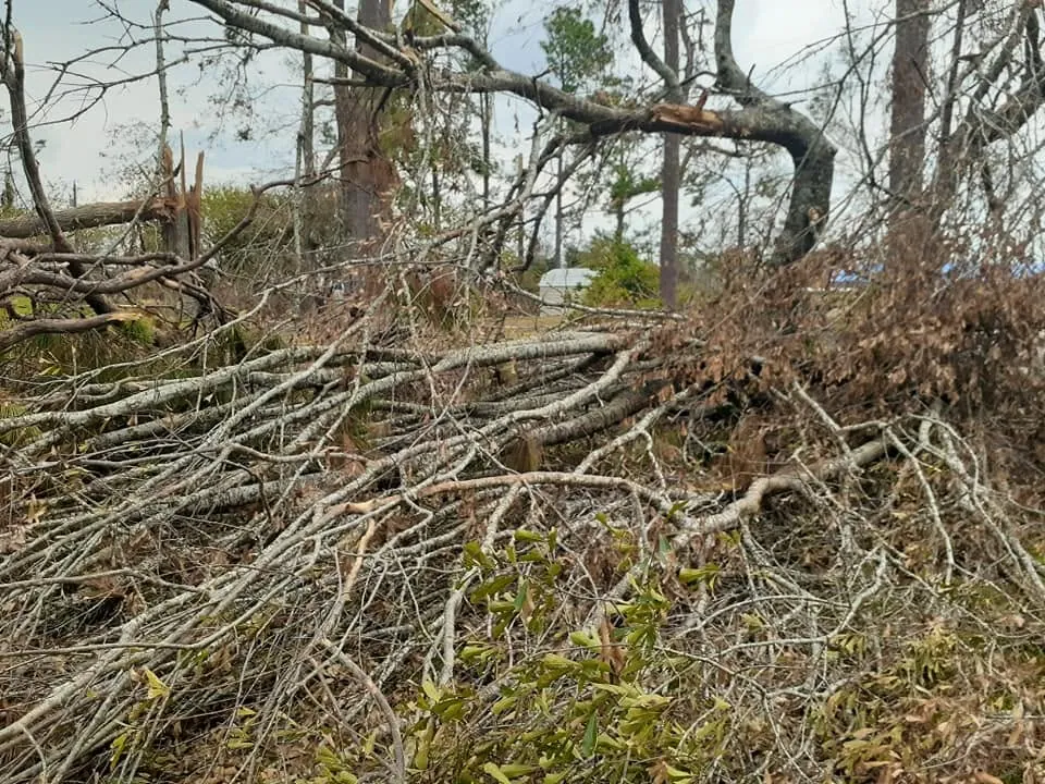 Heavy pile of fallen limbs and brush on the ground