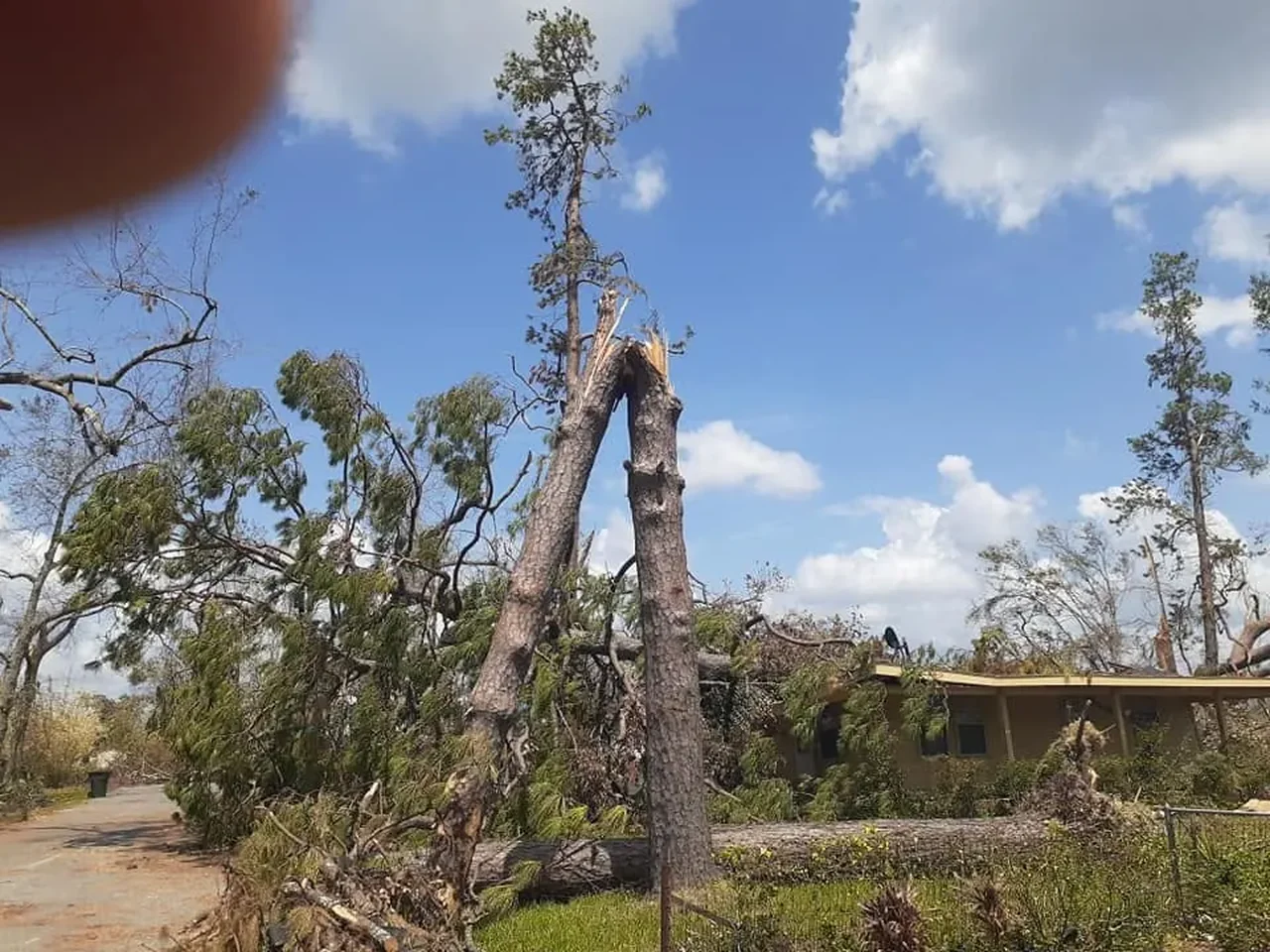 Tall tree split and leaning above neighboring roofs